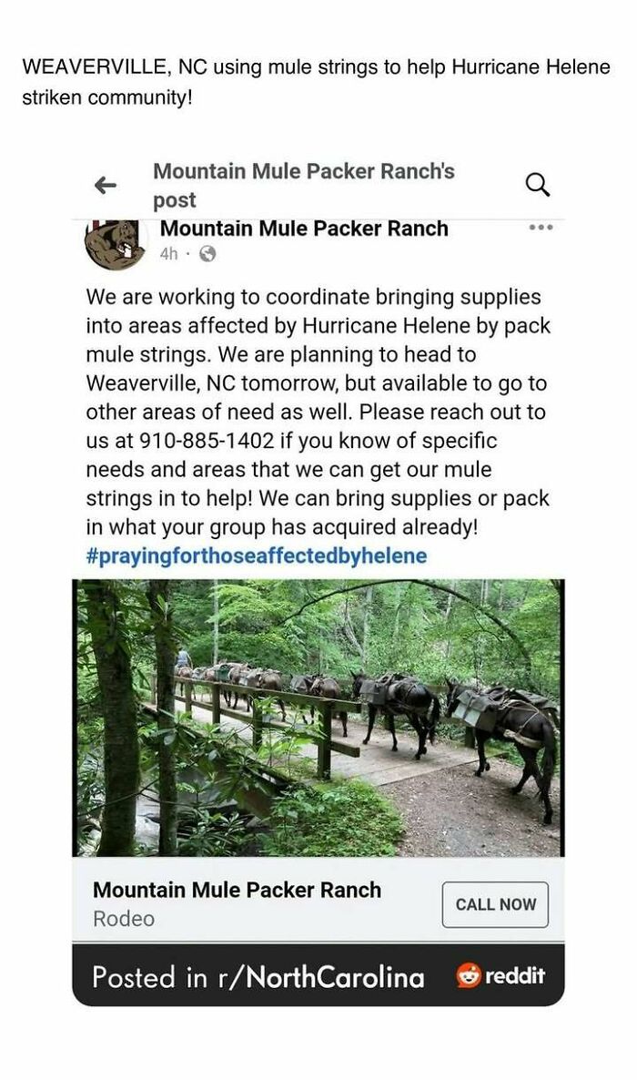 Mountain mules carrying supplies through forest for Hurricane Helene relief in Weaverville, NC, a heartwarming post helping affected community.