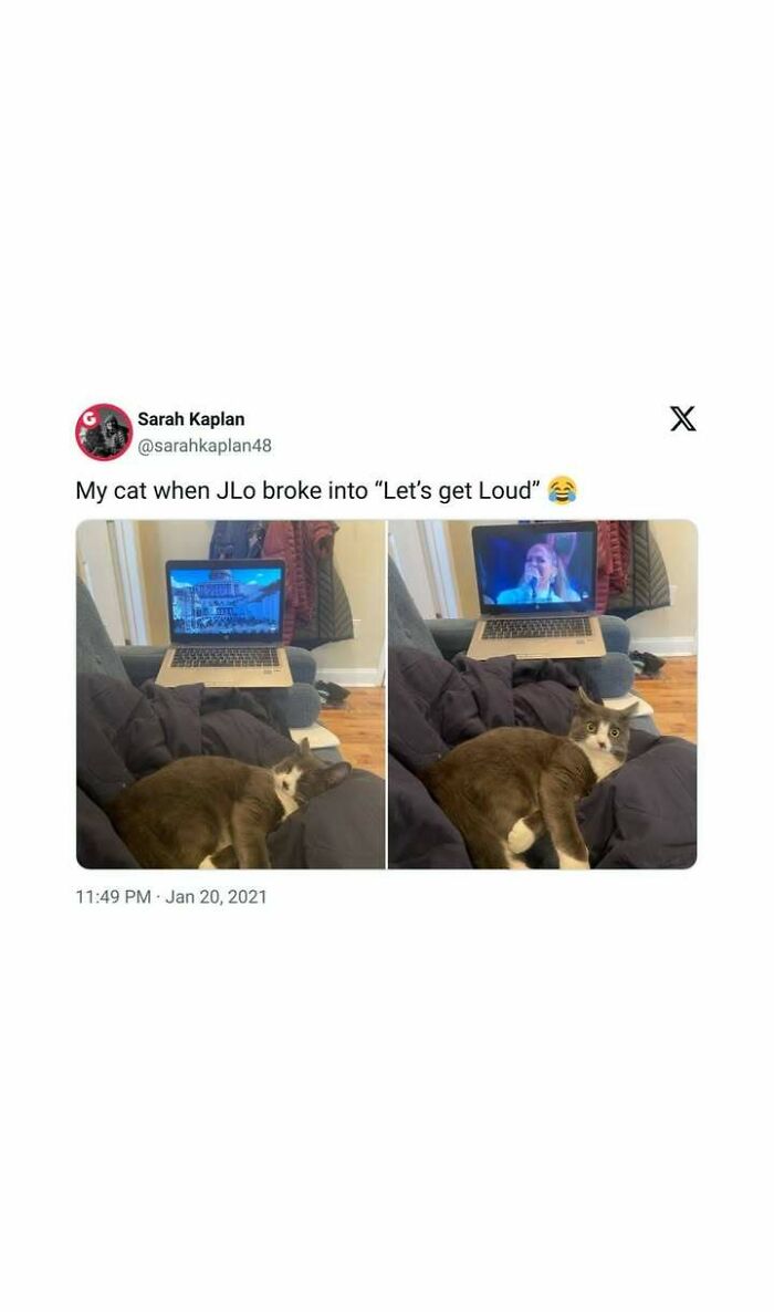 Cat lying on a blanket reacting with surprise to a laptop screen showing a music performance, heartwarming posts keyword.