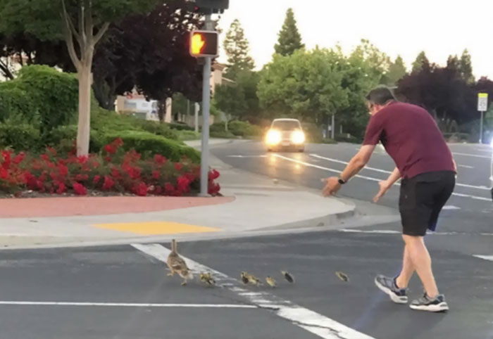 Man reaching out to ducklings crossing street with oncoming car headlights in background in photos taken before disaster.