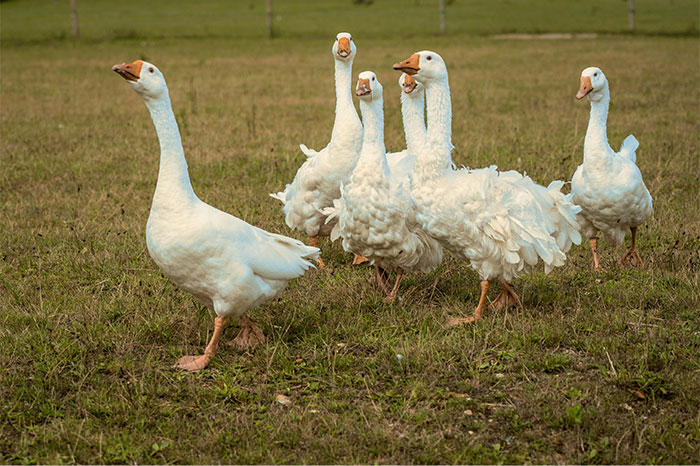A group of white geese walking on grass, illustrating wild situations similar to memorable stories cops had to deal with.