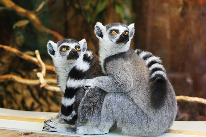 Two lemurs sitting closely together with curious expressions in a natural habitat setting.
