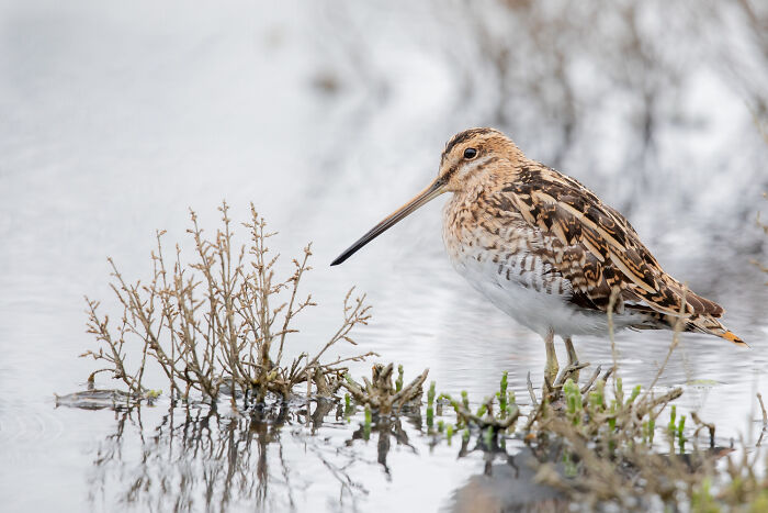 A bird stands in shallow water near marsh plants, unrelated to police, teenagers, kids, or illegal activities.