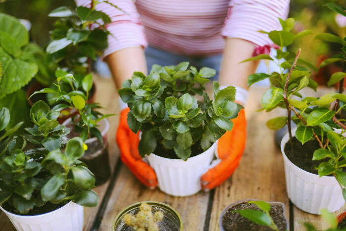 Teenagers gardening with green plants in pots, showing kids involved in outdoor planting activities.