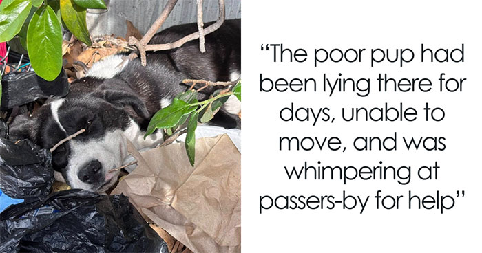 Injured Pup Left For Dead Gets New Lease On Life After Person Spots Her Sprawled Across Trash Pile