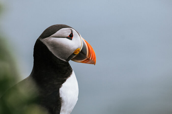 Close-up of a puffin in the northern wild, showcasing a beautiful and unexpected nature encounter.