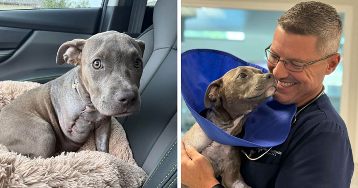 “Miracle” Puppy Surprises Everyone With Amazing Rebound After Traumatic Injury