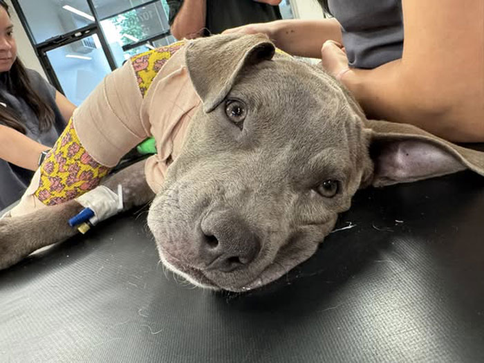 Puppy with bandaged leg lying on vet table after leg amputation, surrounded by caring veterinary team members.