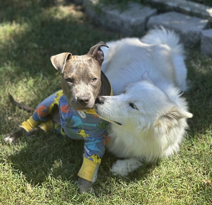 Puppy wearing colorful outfit lying on grass with a white dog showing a close bond after leg amputation recovery.