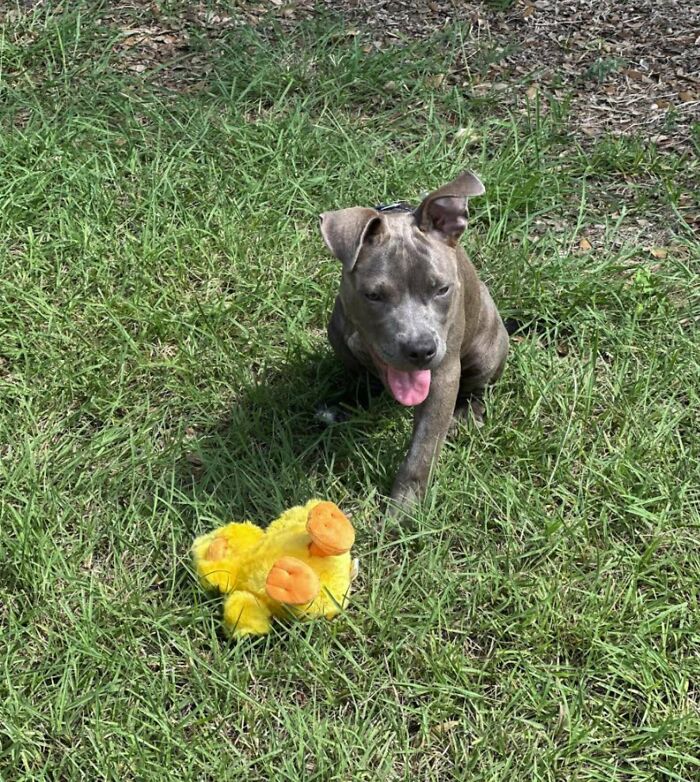 Puppy playing outside on grass with yellow toy, showing resilience after leg amputation and abandoned recovery story
