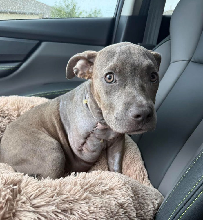 Puppy recovering after leg amputation, sitting on a soft bed inside a car, showing resilience and a hopeful expression.