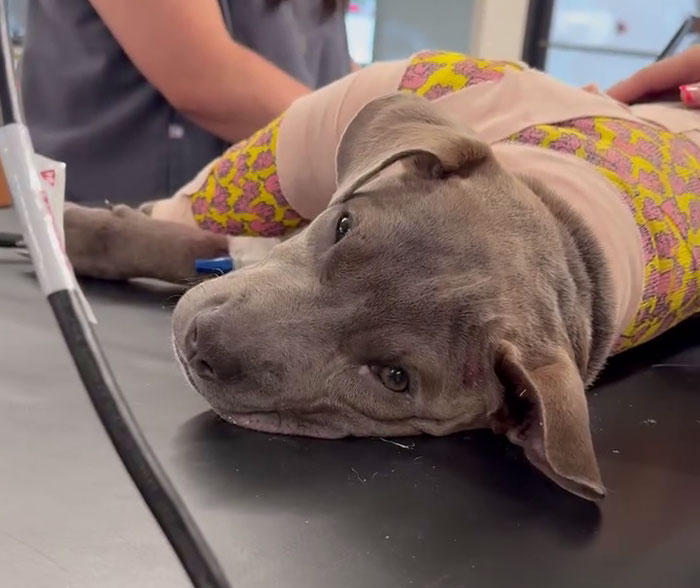 Puppy with leg amputated lying on vet table wearing a colorful bandage after recovery from abandonment.