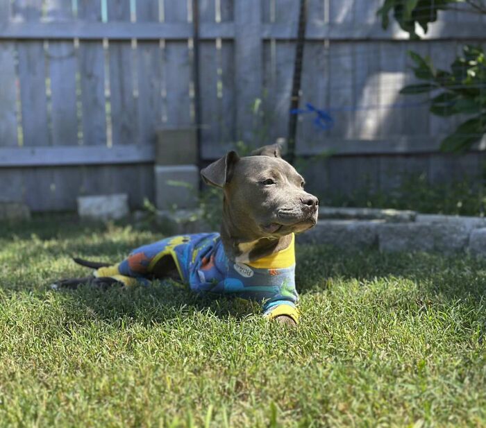 Puppy wearing colorful outfit lying on grass after leg amputation following cruel abandonment, vet team amazed by comeback