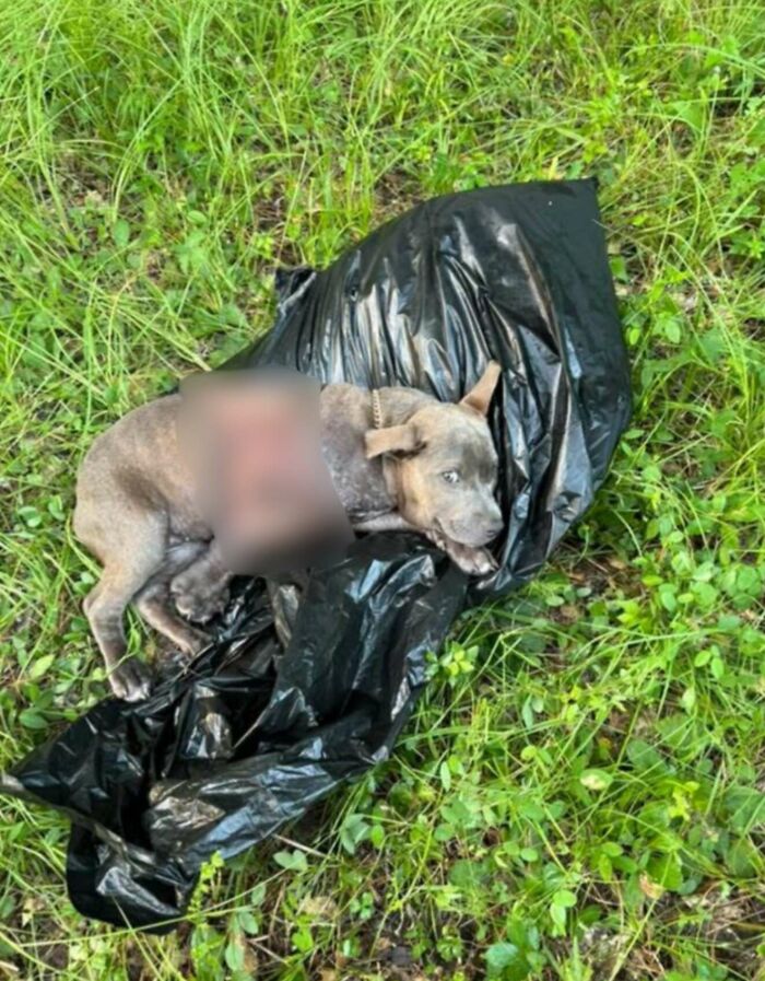 Puppy lying on grass wrapped in black plastic bag after leg amputation, abandoned and rescued by vet team.