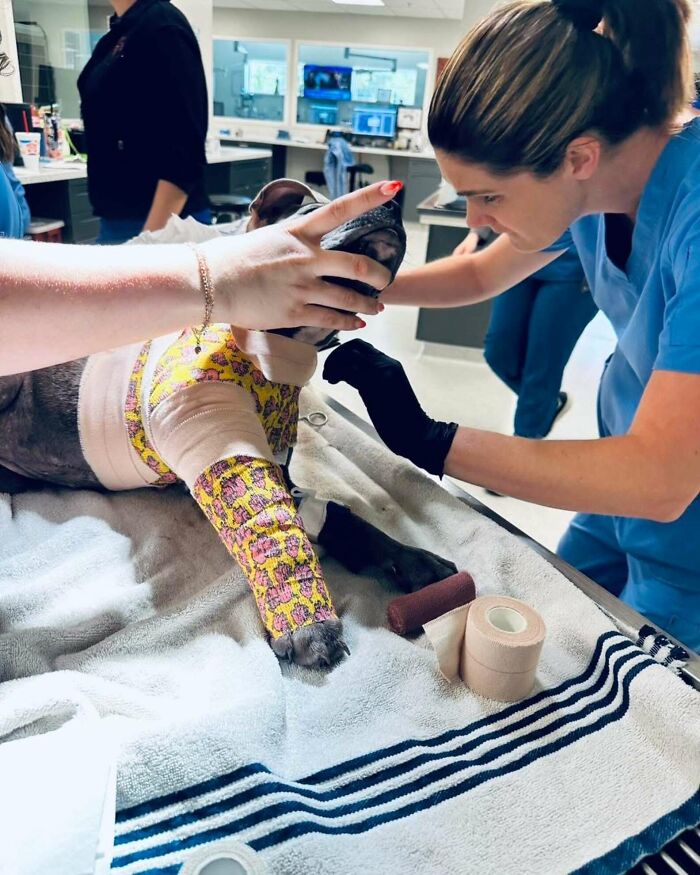 Veterinarian examining a puppy with a patterned leg wrap after leg amputation, showing care and support in a clinic setting.