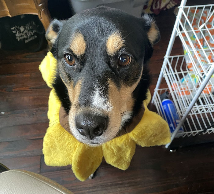 Close-up of a dog wearing a yellow costume, illustrating a woman retaining dog after breakup and sharing dog updates. Close-up of a dog wearing a yellow costume, illustrating a woman retaining dog after breakup and sharing dog updates.