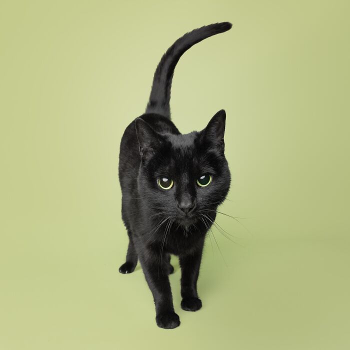 Black cat with bright green eyes posing for a pet portrait by Greg Murray against a plain green background.