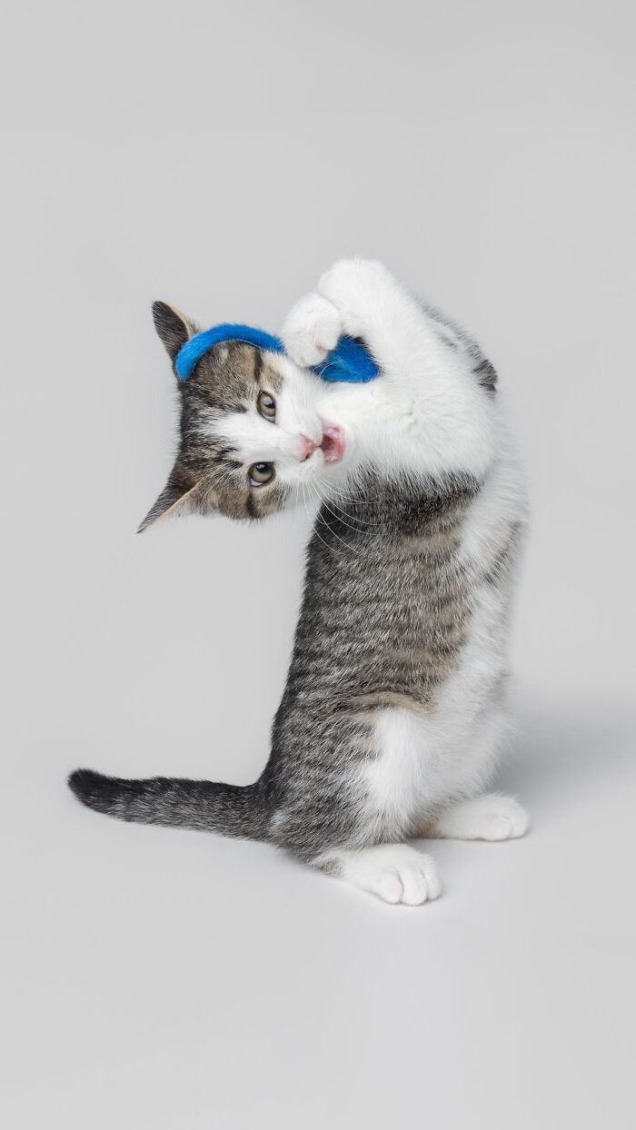 Playful kitten biting a blue toy, showcasing funny and sweet cat photos in a pet portrait style by Greg Murray.