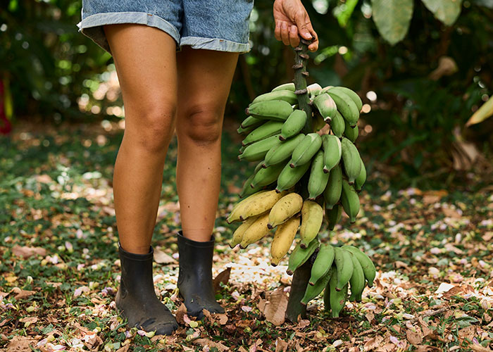 Person wearing boots and shorts holding green bananas in a lush outdoor setting highlighting quick reactions preventing tragedy.