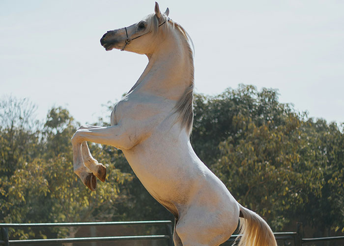 White horse rearing up outdoors with trees in the background illustrating quick reactions preventing a tragedy.