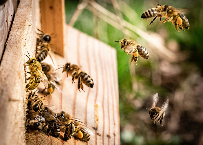 Bees with quick reactions flying and landing on a wooden hive entrance, showing rapid natural movement and alertness.