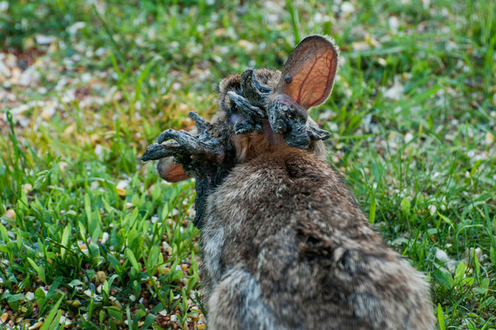 &lsquo;Frankenstein&rsquo; Rabbits Spreading In The US Due To Rare Virus Spark Frenzy As Experts Issue Urgent Warning