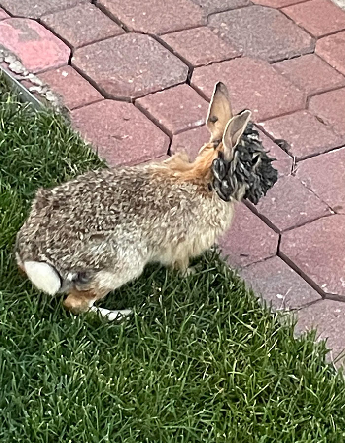 &lsquo;Frankenstein&rsquo; Rabbits Spreading In The US Due To Rare Virus Spark Frenzy As Experts Issue Urgent Warning