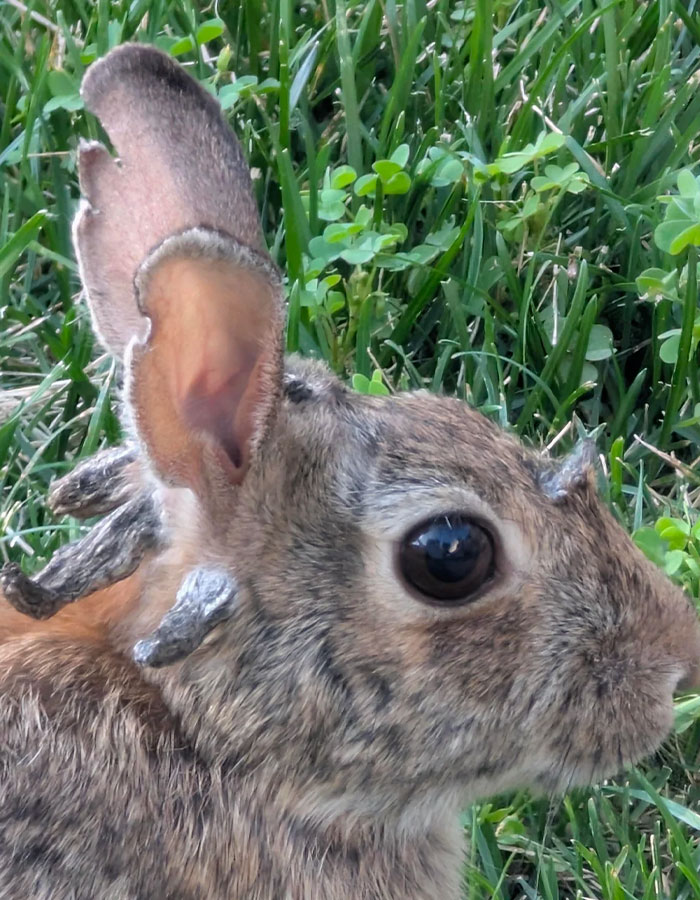 &lsquo;Frankenstein&rsquo; Rabbits Spreading In The US Due To Rare Virus Spark Frenzy As Experts Issue Urgent Warning