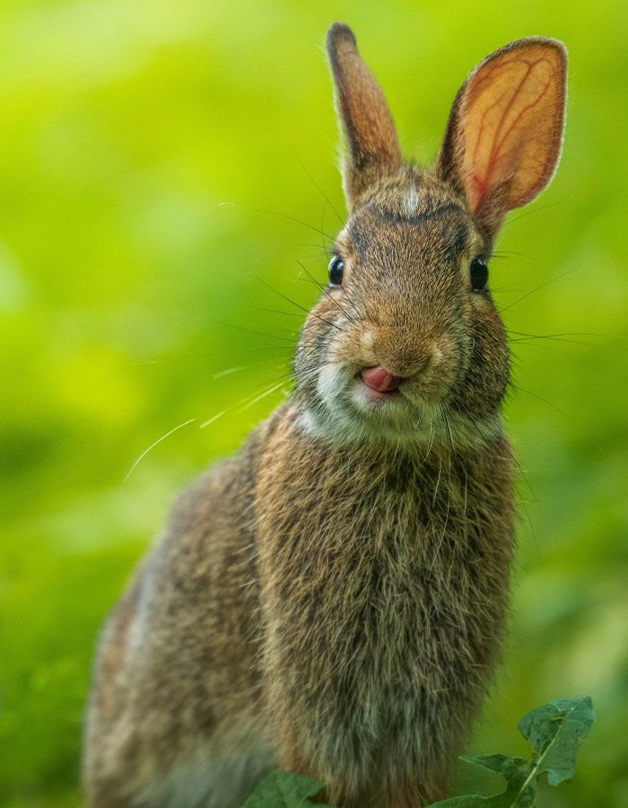 &lsquo;Frankenstein&rsquo; Rabbits Spreading In The US Due To Rare Virus Spark Frenzy As Experts Issue Urgent Warning