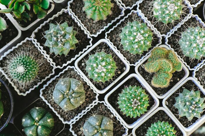 Various small cacti in white pots arranged closely, symbolizing creative ways people avoid babysitting online.