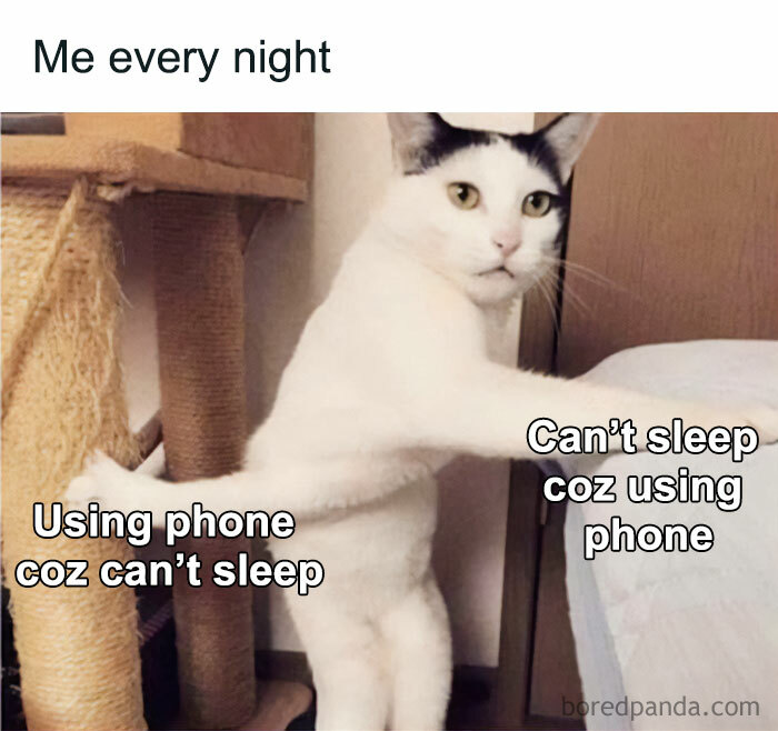 White cat standing between scratch post and bed, illustrating funny meme about phone use and sleep in too real memes.
