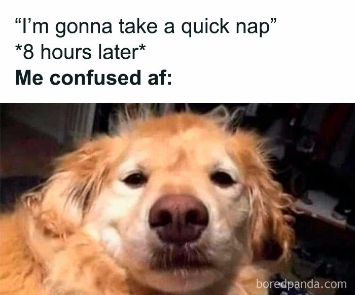 Confused dog meme illustrating feeling too real after taking a long nap in funny memes that hit the brain.