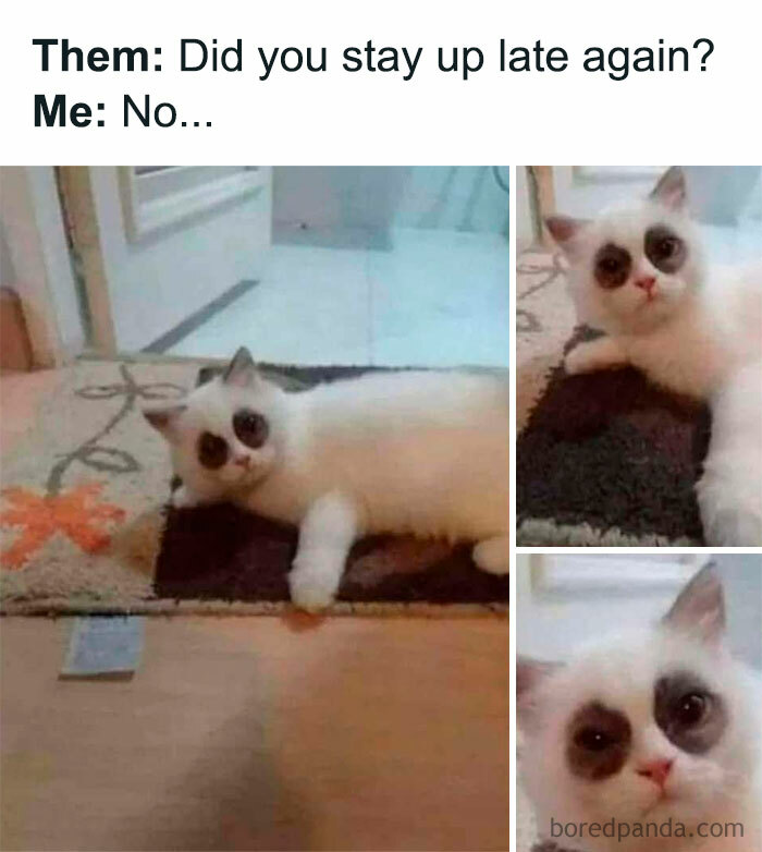White cat with dark eye patches lying on a rug with a funny expression, illustrating relatable memes about staying up late.
