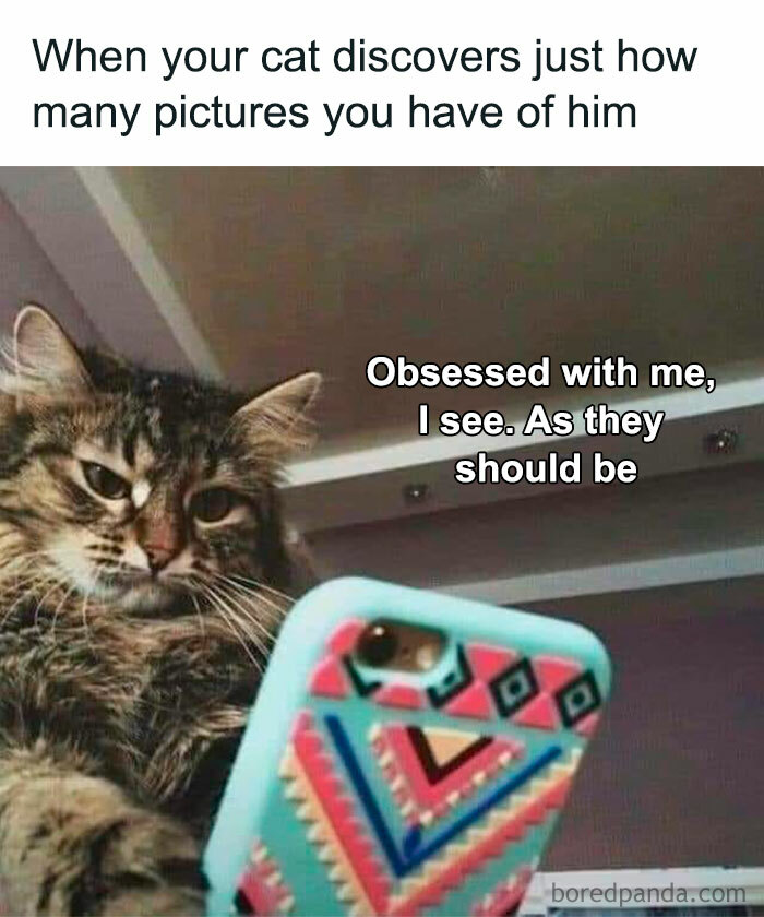 Cat looking at a phone with a caption about obsession, a funny meme that hits the too real part of the brain.