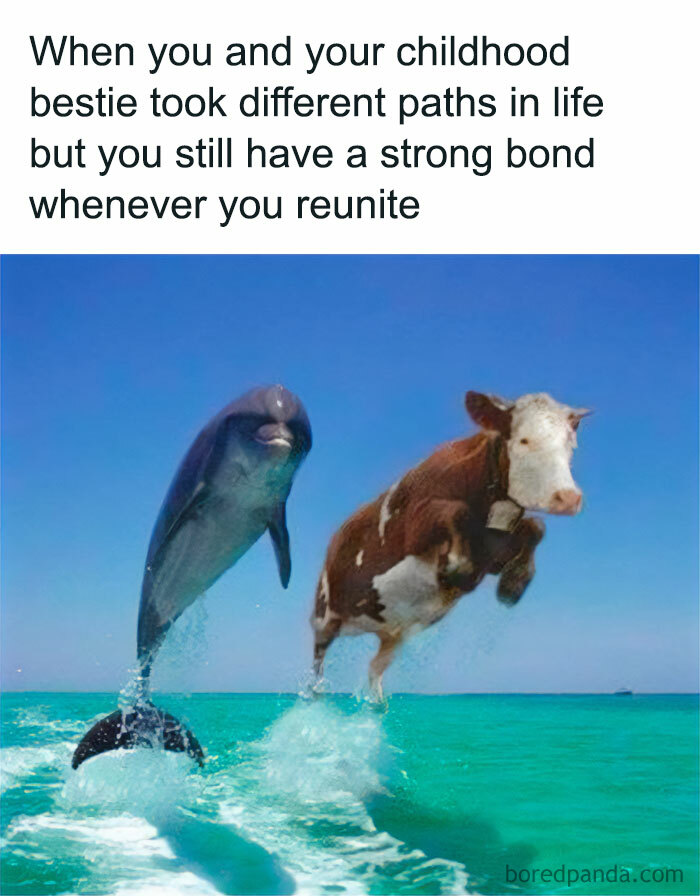 Funny memes showing a dolphin and a cow jumping out of the water, symbolizing strong bonds despite different life paths.