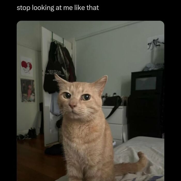 Strange and funny cat with expressive eyes sitting on a bed in a cozy room, shared by an IG feline account.