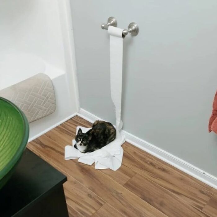 Cat sitting on unrolled toilet paper in bathroom, one of the very strange but funny photos of cats shared online.