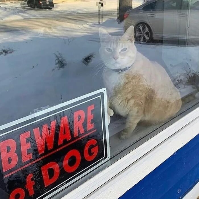 Cat sitting behind glass next to a beware of dog sign, a funny and strange photo shared by a feline Instagram account.