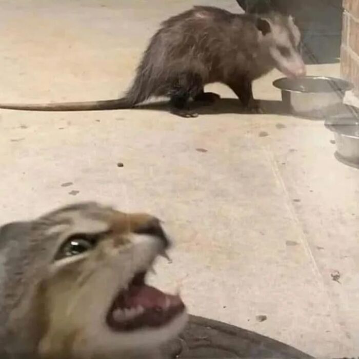 Close-up of a cat with an open mouth and a possum drinking from a bowl, strange and funny cat photo.