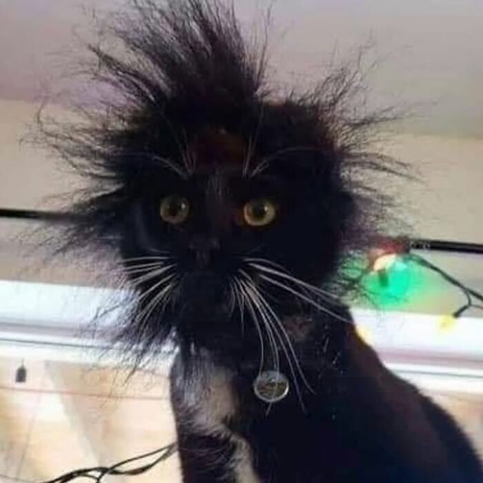 Black cat with wild messy fur and wide eyes in a funny photo shared by an IG account obsessed with felines.