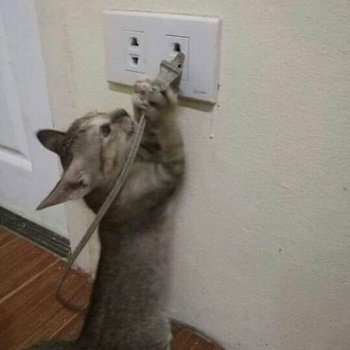 Cat playing with electrical cord near wall outlet, a very strange but funny photo of cats shared online.