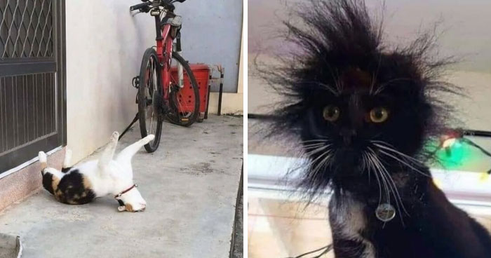 42 Cats That Look Like They’re In The Middle Of A Sitcom Scene