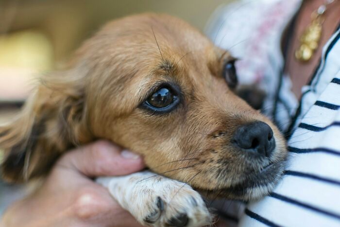 Close-up of a small brown dog being held gently, illustrating the challenges of having a dog as a pet.