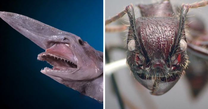 Reader’s Vote: What Is The Scariest Animal In The World?