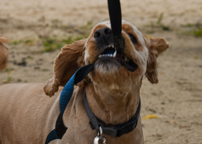 Dog biting its leash aggressively, illustrating moments when people faced real-life terror instead of just paranoia.