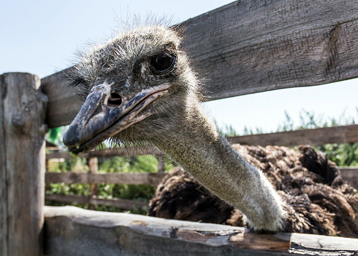 Close-up of an ostrich with a curious expression behind a wooden fence, symbolizing moments of real-life terror and paranoia.
