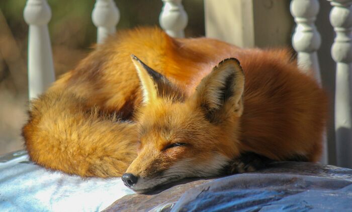 Red Foxes : Nature’s Perfect Blend Of Cat And Dog