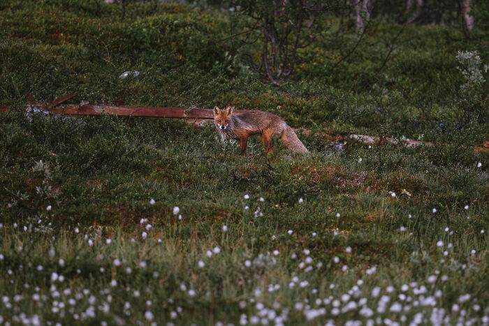 Red fox standing in lush green northern wild encounter with white wildflowers and dense vegetation around.