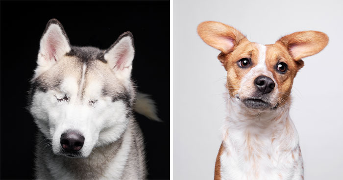 I Took Wholesome Portraits Of 15 Rescue Dogs, And Here’s The Result