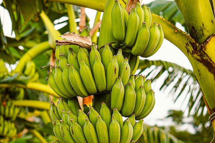 Close-up of green bananas growing on a tree, illustrating absurd things rich people spend money on firsthand.