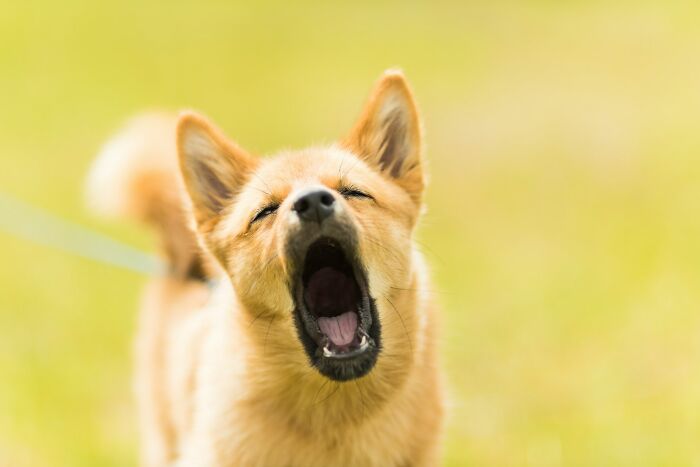 Small dog yawning outdoors on a leash showing some downsides of having a dog as a pet in natural light